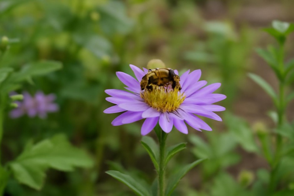 A small native bee on a purple flower in a home garden